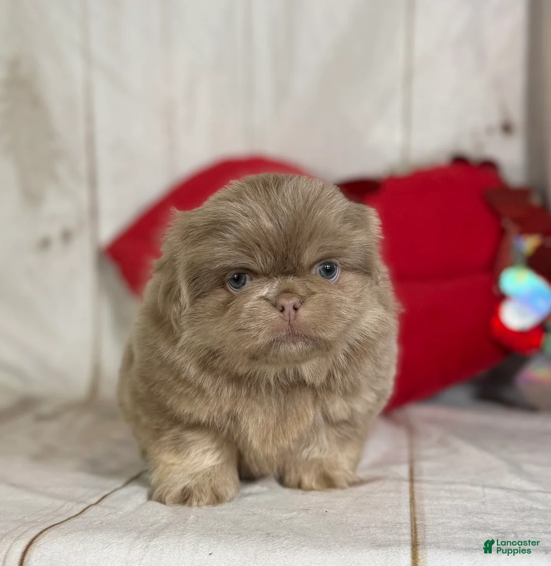 Pekingese dogs for sale: Akc DNA OFA Olaf- lilac tan points  - Ad 14