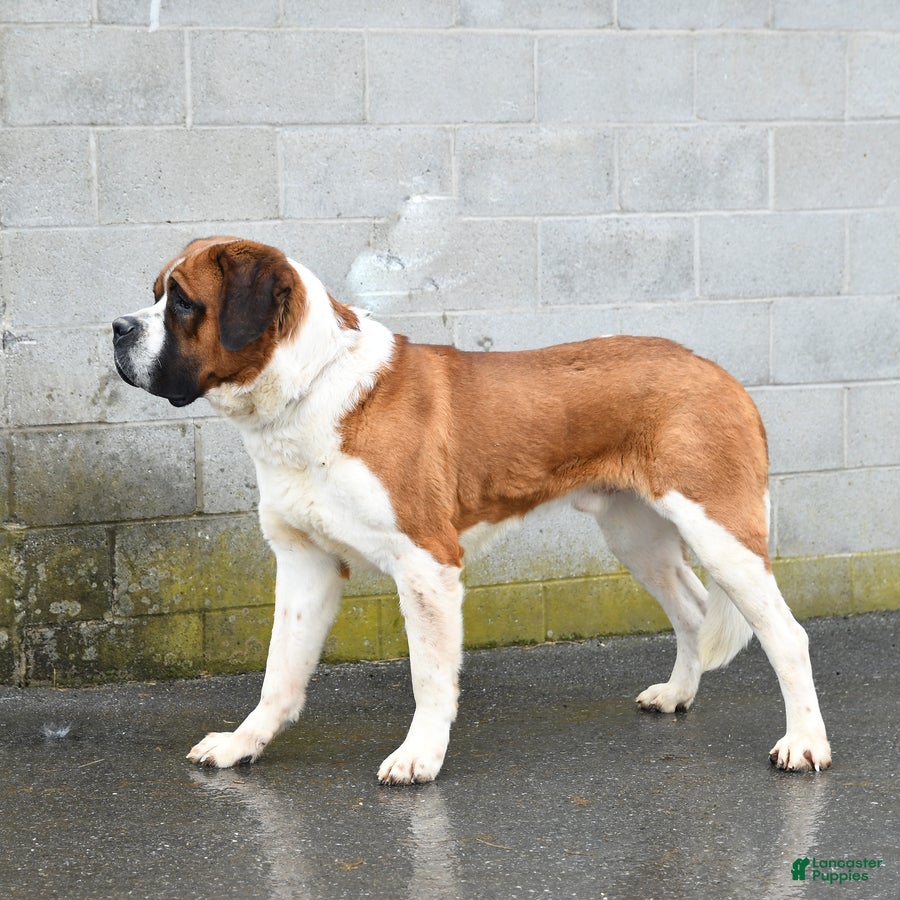 Saint Bernard dogs Saint Bernard - Ad 2