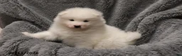 Samoyed dogs for sale: Elizabeth - Ad 3