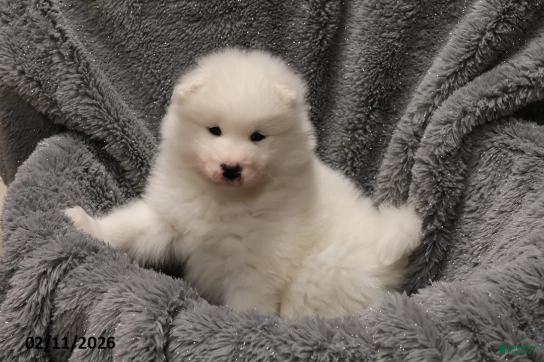 Samoyed dogs for sale: Elizabeth - Ad 3