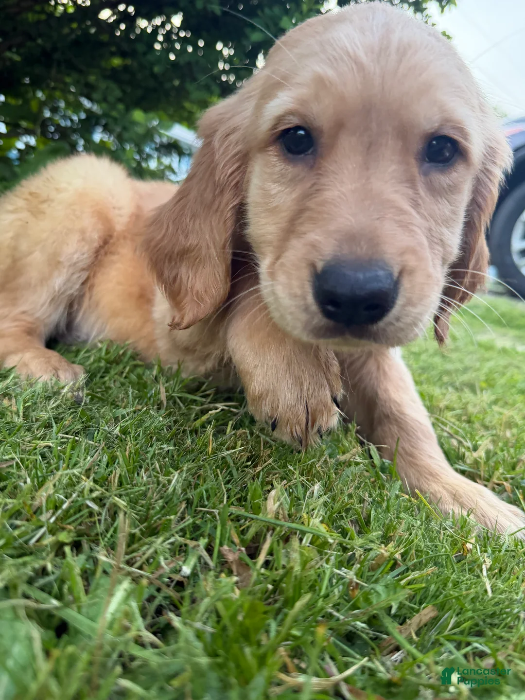 Golden Retriever dogs for sale: Stitch  - Ad 1