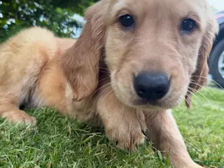 Golden Retriever dogs Stitch - Ad 5
