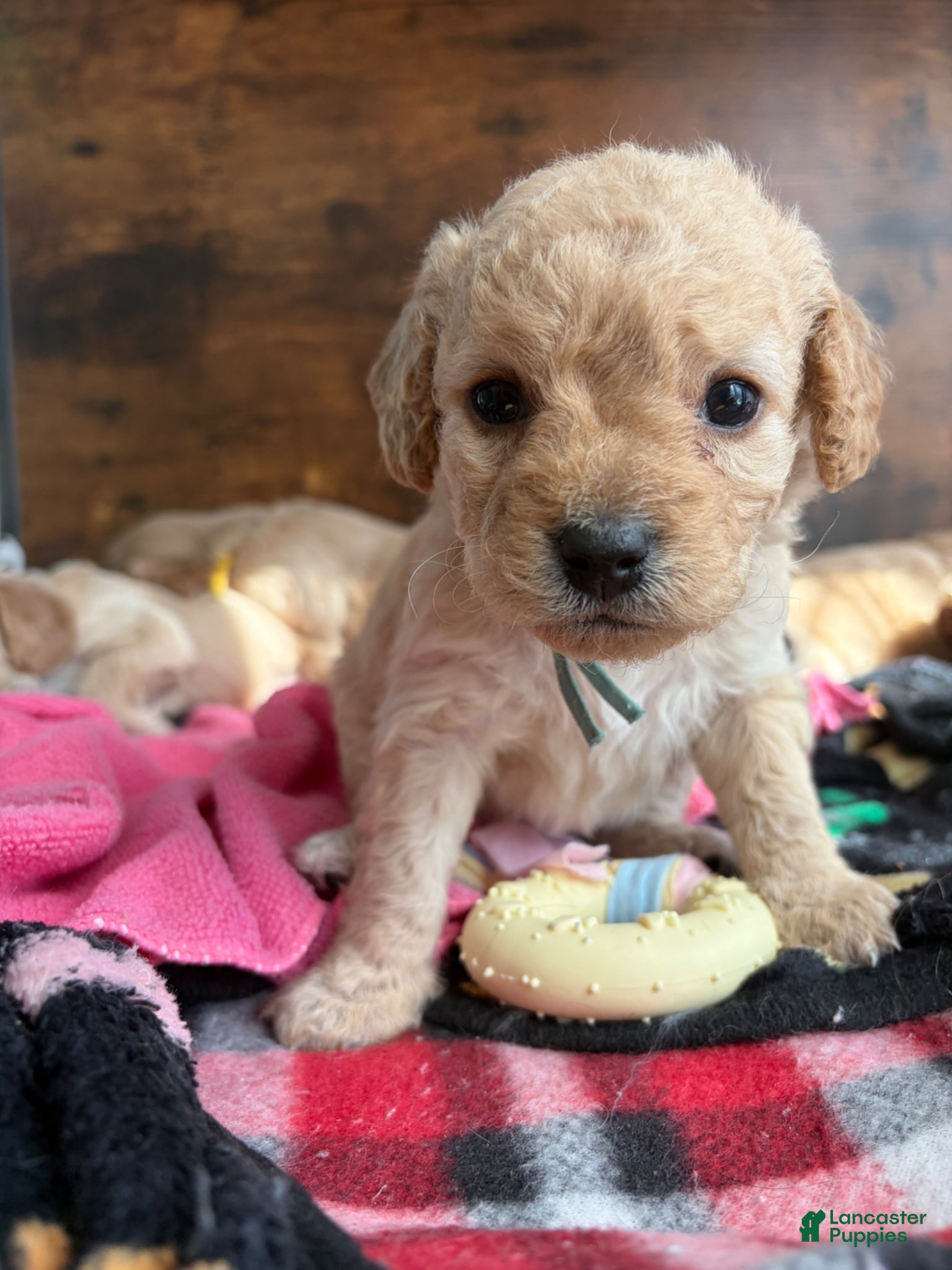 Cockapoo dogs Cockapoo Puppy 1 - Ad 1