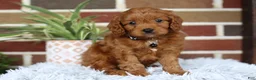 Cavapoo dogs for sale: Everest - Ad 10
