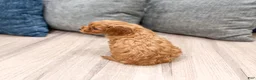 Cavapoo dogs for sale: Luna - Ad 5