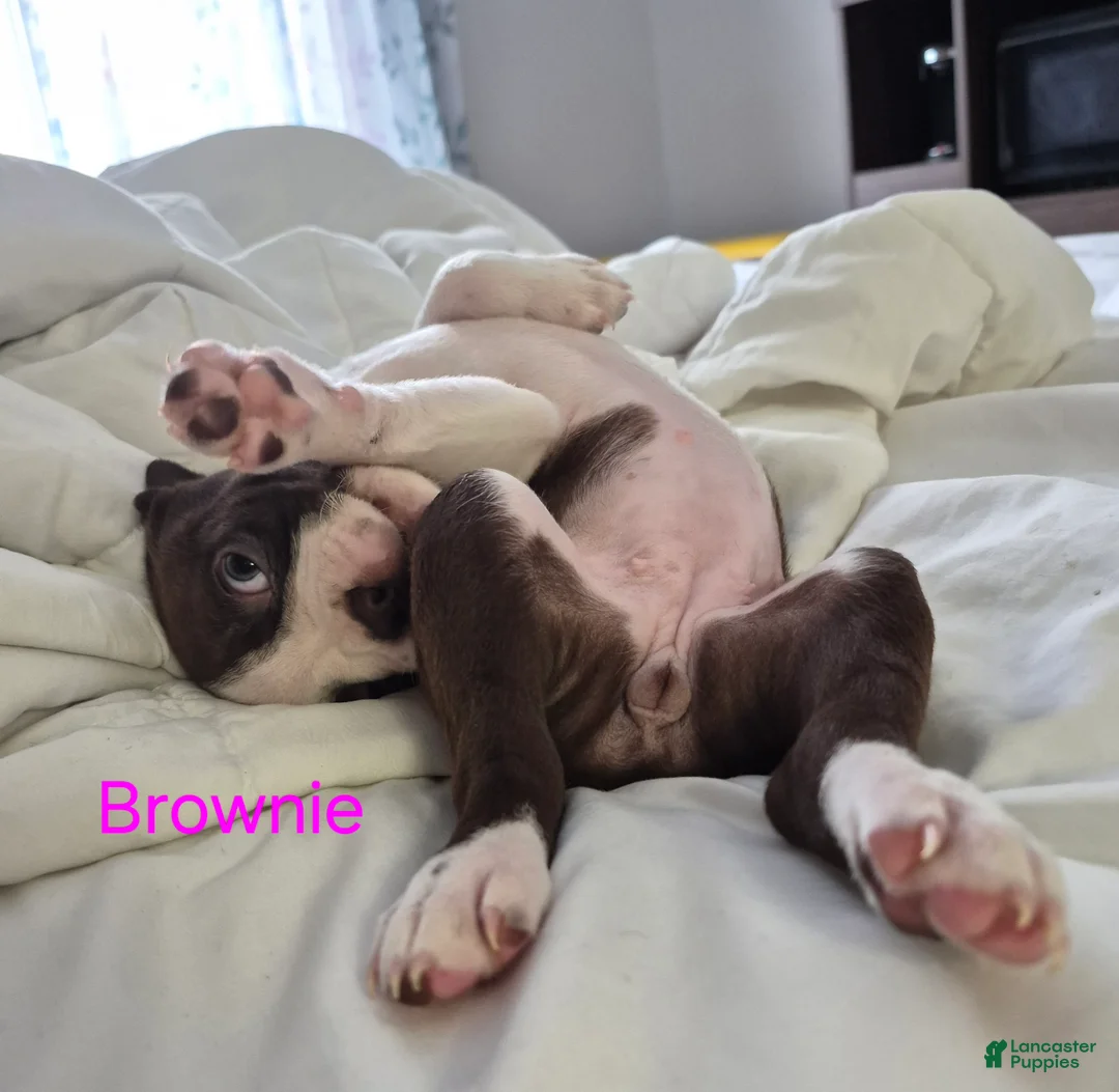 Boston Terrier dogs for sale: Linus - Ad 5
