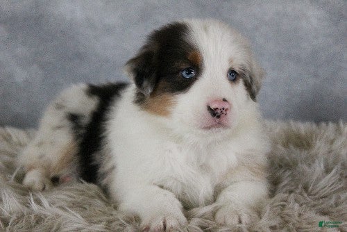 Australian Shepherd dogs Theo - Ad 41