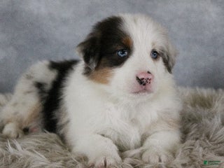 Australian Shepherd dogs Theo - Ad 18
