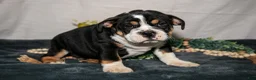 Beabull dogs for sale: Rolls - Ad 3