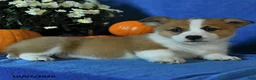 Welsh Corgi Pembroke dogs for sale: Kalvin - Ad 3