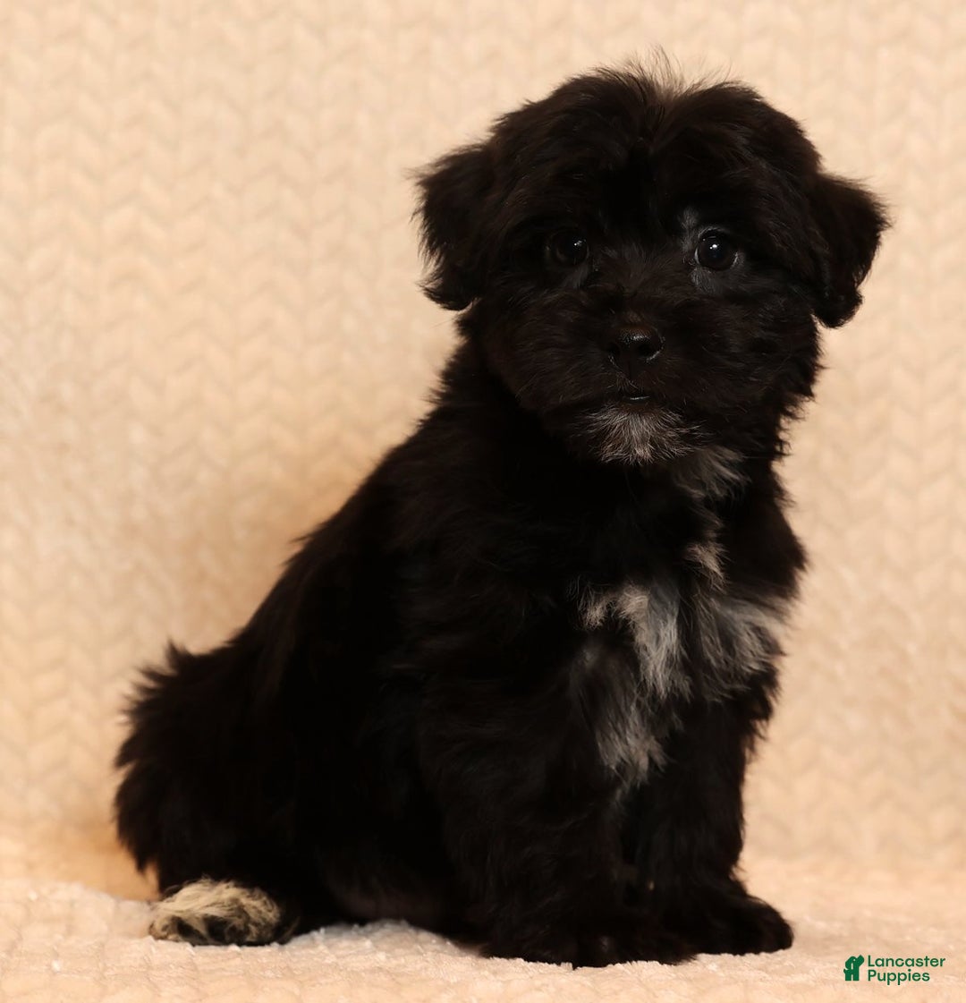 Yochon dogs for sale: Charlie - Ad 1