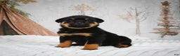 Rottweiler dogs for sale: Beretta - Ad 14