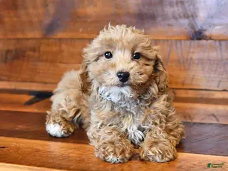 Miniature Poodle dogs Peanut - Ad 15