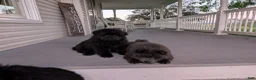 Chow Chow dogs for sale: Ian - Ad 2