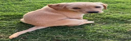 Goldador dogs for sale: Goldador - Sara -Started Puppy - Ad 3