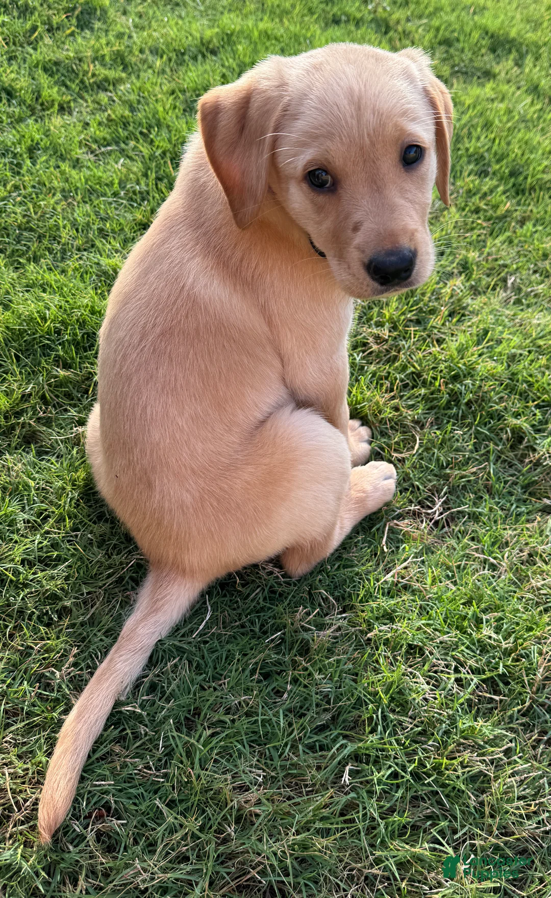 Goldador dogs for sale: Goldador - Sara -Started Puppy - Ad 3