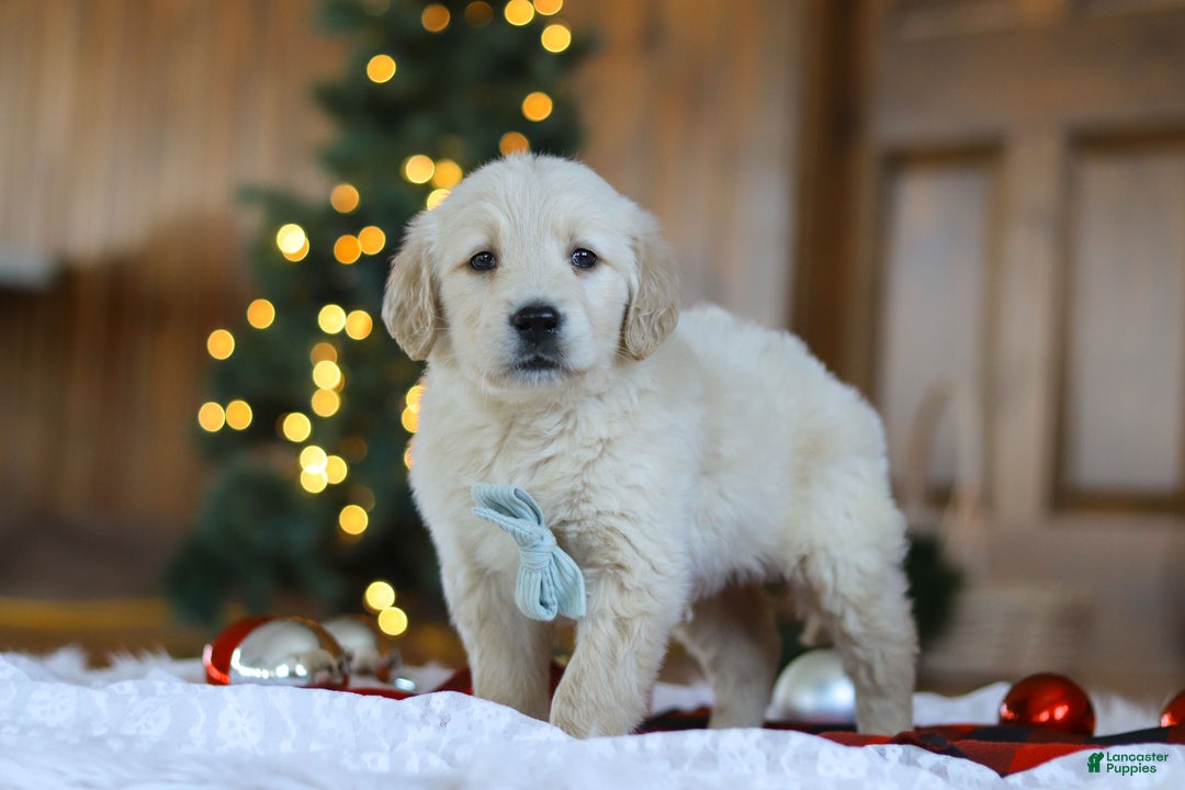 Golden Retriever dogs for sale: Duke - Ad 6