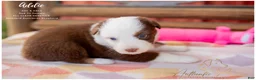 Australian Shepherd dogs for sale: Addie - Ad 3