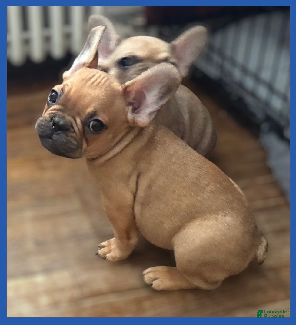 French Bulldog dogs French Bulldog Puppy 2 - Ad 11