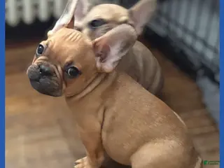 French Bulldog dogs French Bulldog Puppy 2 - Ad 11