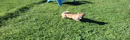 Shiba Inu dogs for sale: Chili - Ad 6