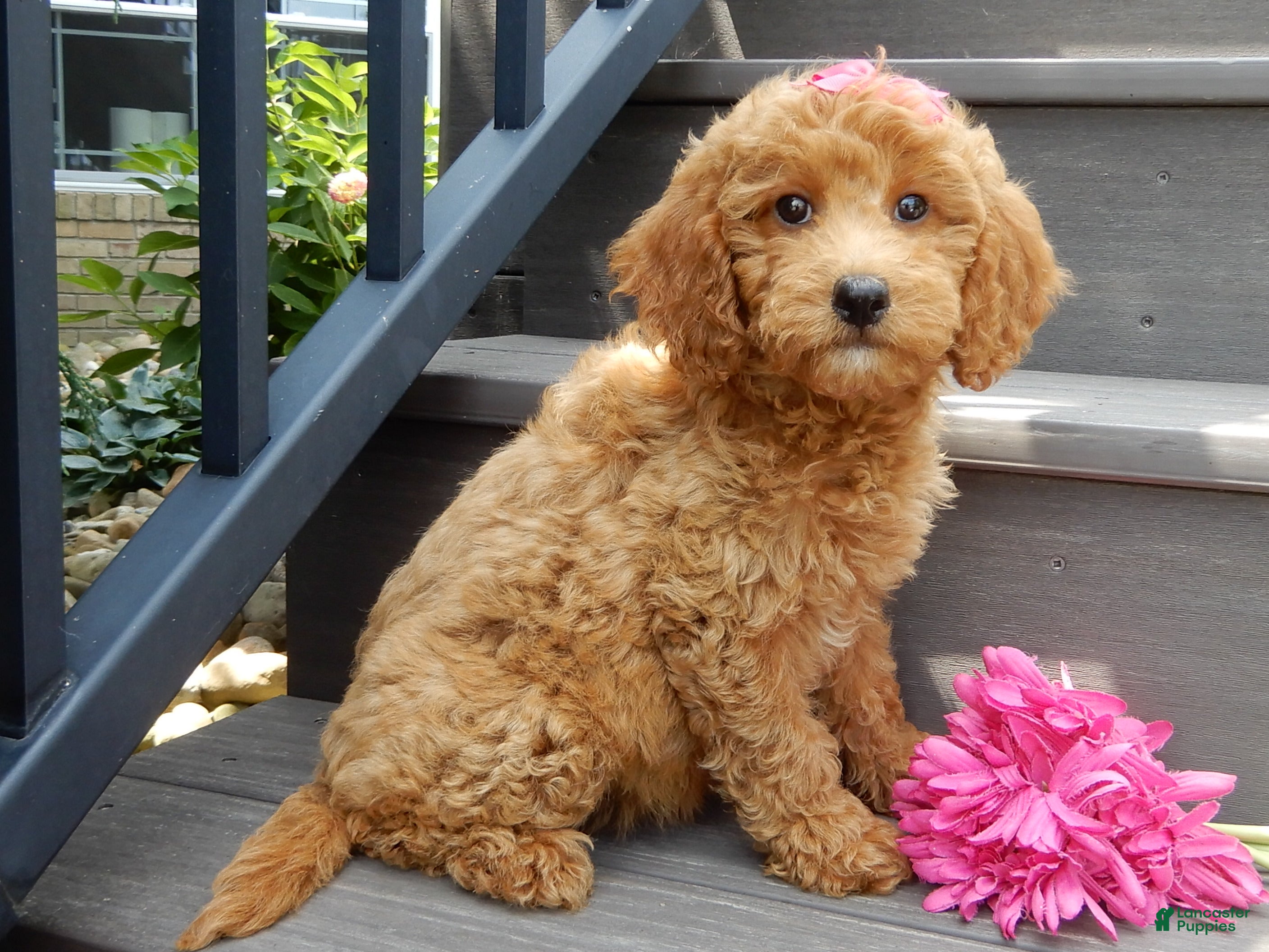 Mini Goldendoodle dogs Hazel - Ad 2