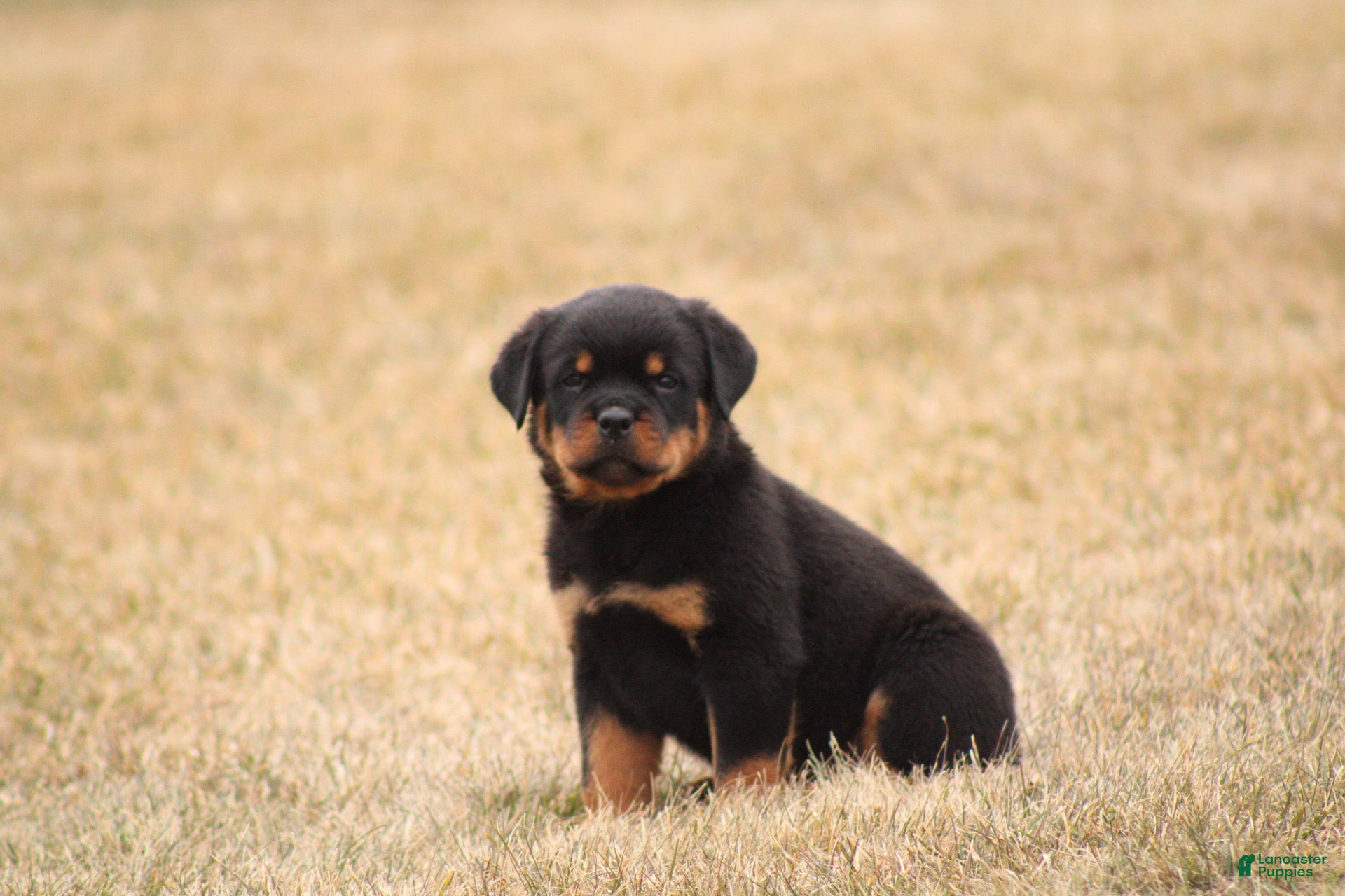 Rottweiler dogs Mason - Ad 1
