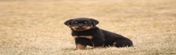 Rottweiler dogs for sale: Mason - Ad 1