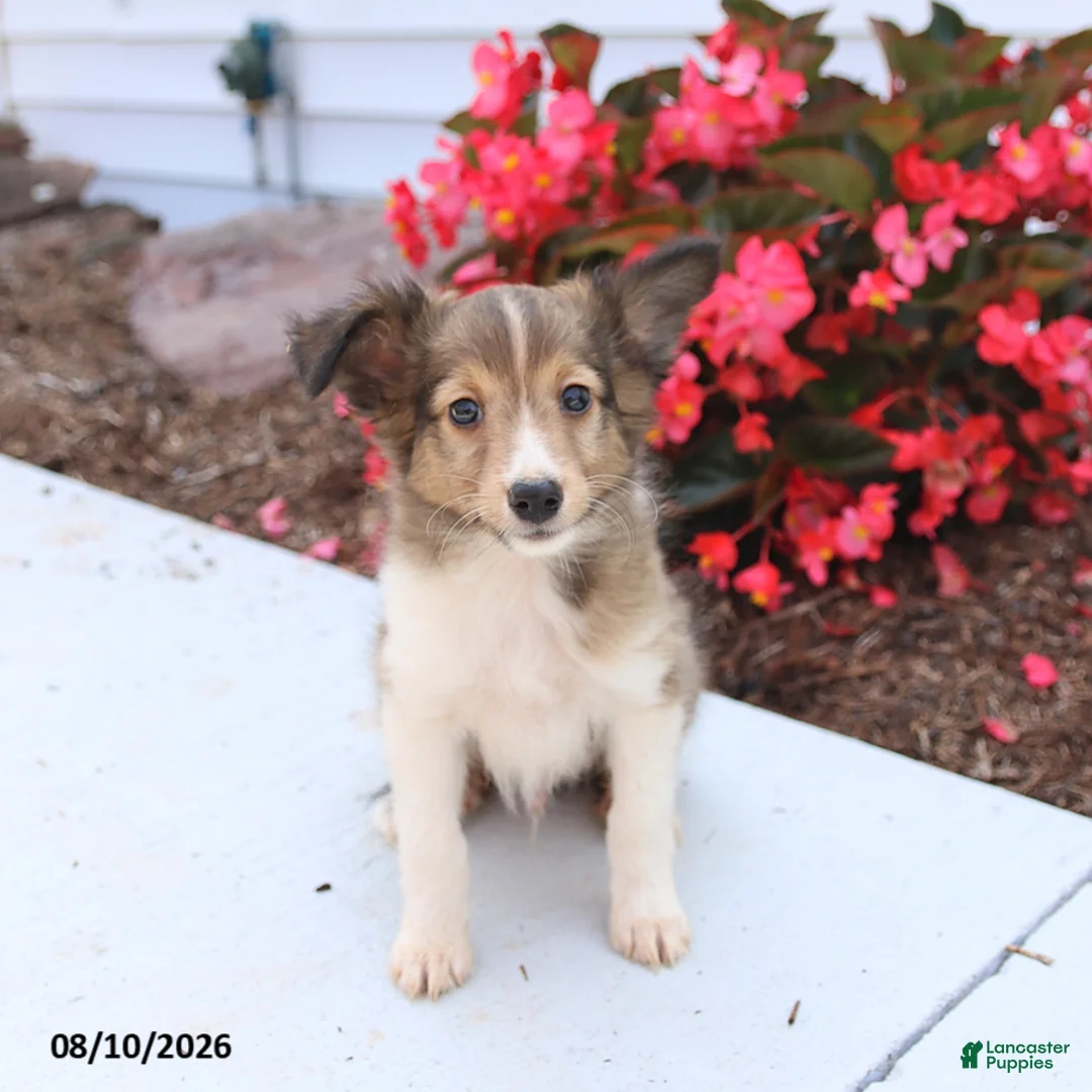Shetland Sheepdog dogs for sale: Bingo - Ad 3