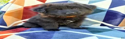 German Shepherd dogs for sale: Long Coat Female - Ad 10