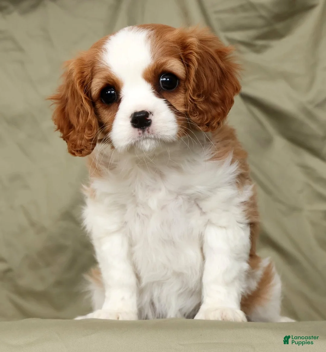 Cavalier King Charles Spaniel dogs for sale: Olivia - Ad 1