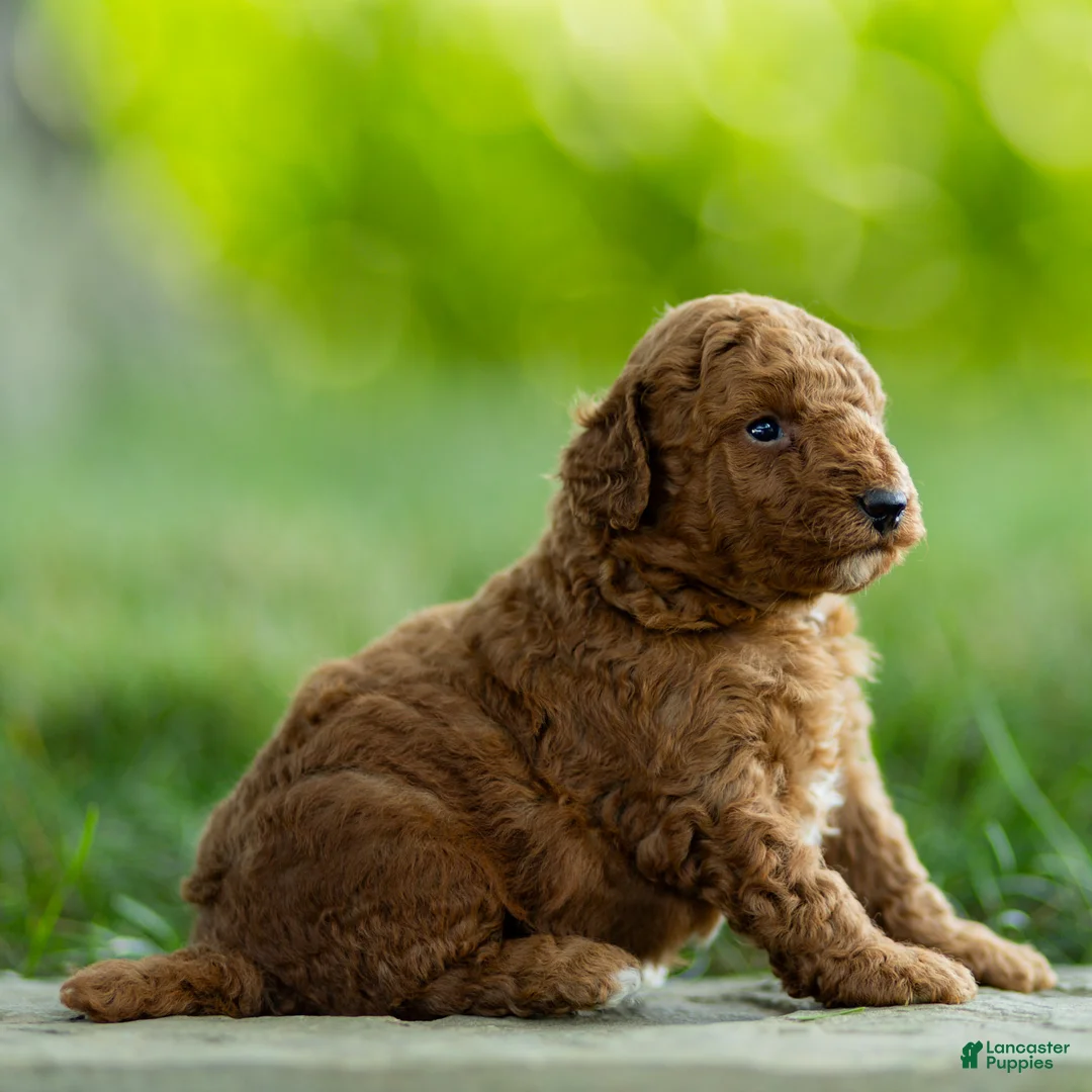 Labradoodle dogs for sale: Archie Labradoodle  - Ad 2