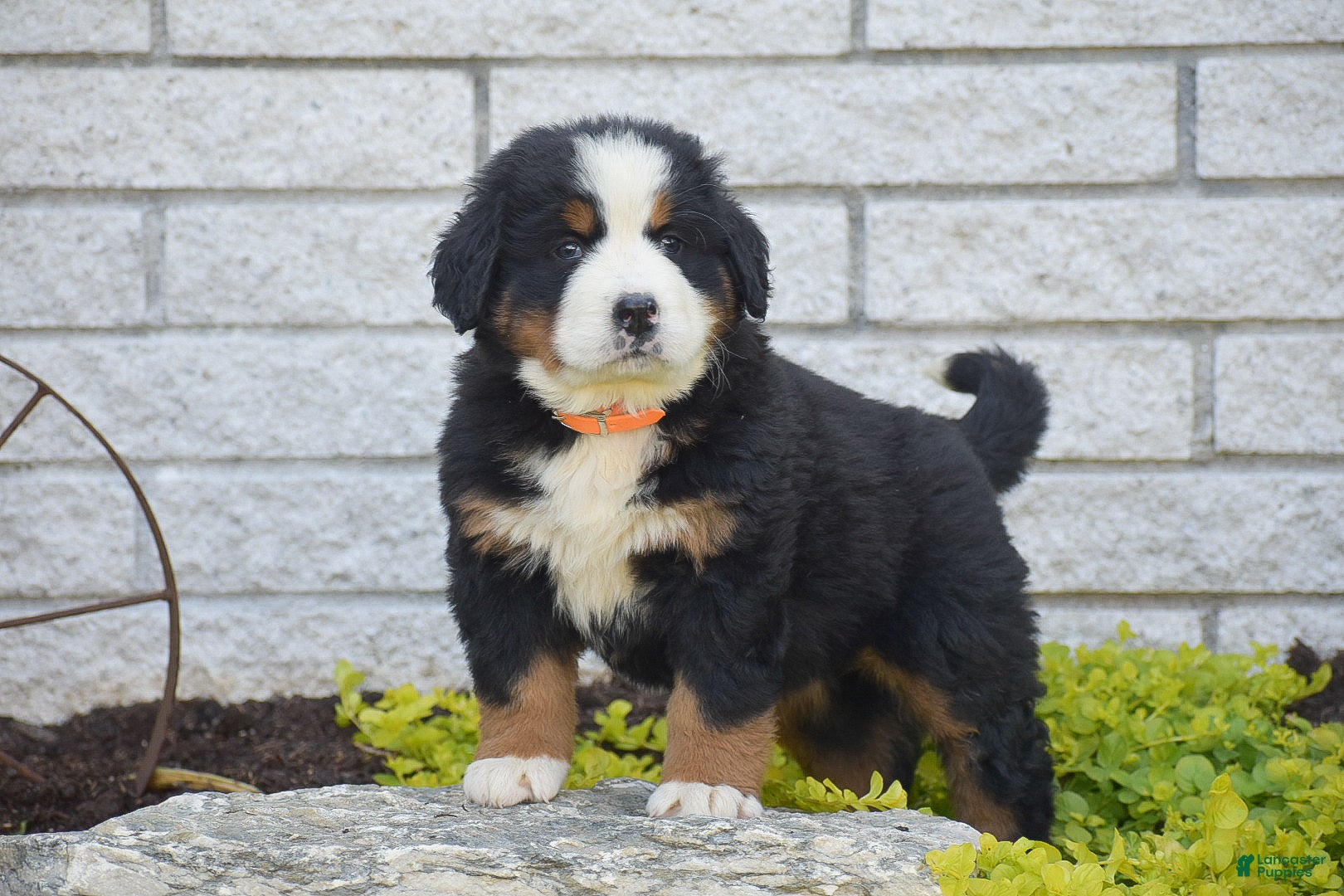 Bernese Mountain Dog dogs for sale: Scarlett - Ad 1