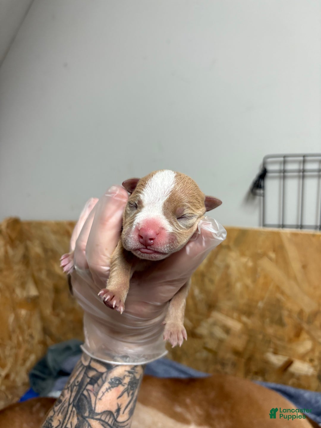 American Bully dogs for sale: Caramel  - Ad 12