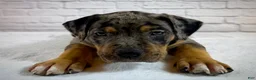 American Bully dogs for sale: XL American Bully Puppy Male  - Ad 13