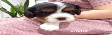 Cavalier King Charles Spaniel Puppy 3