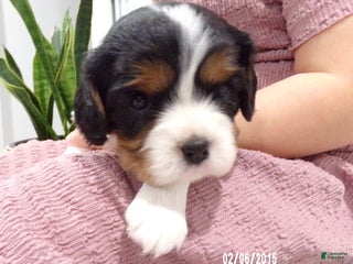 Cavalier King Charles Spaniel dogs for sale: Cavalier King Charles Spaniel Puppy 3 - Ad 2