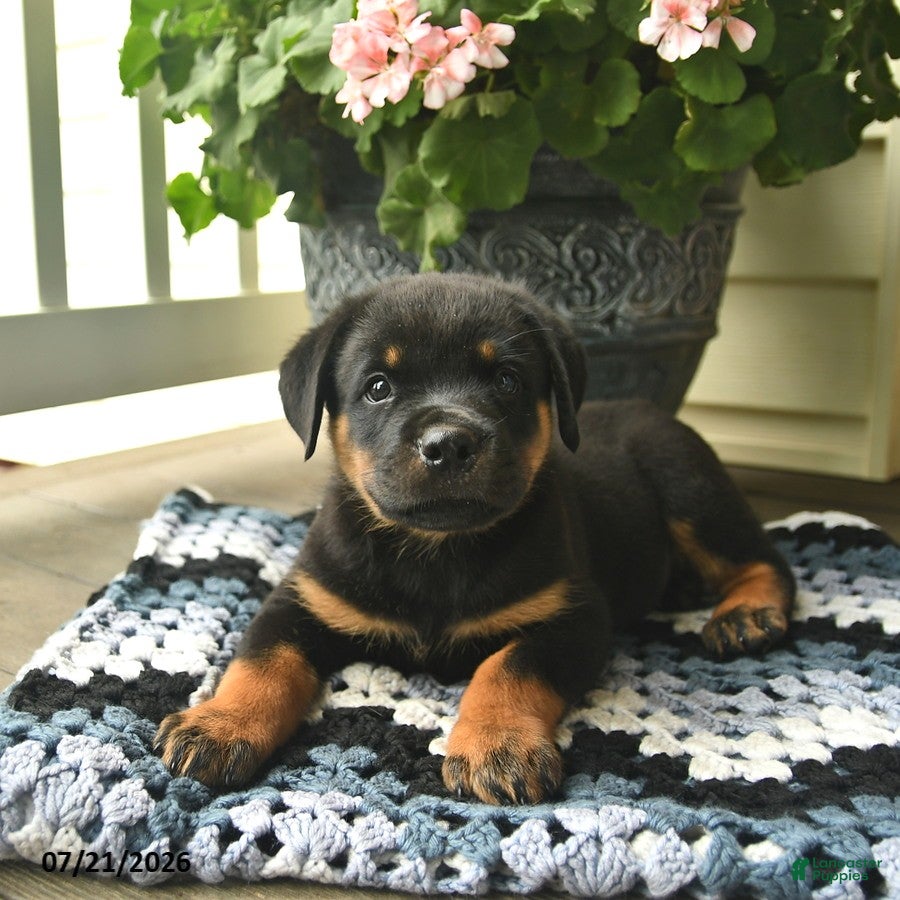 Rottweiler dogs Muffin  - Ad 2