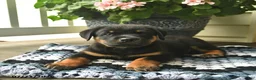 Rottweiler dogs for sale: Muffin  - Ad 2