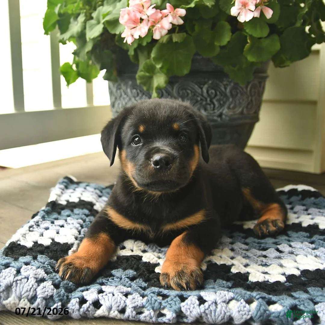 Rottweiler dogs for sale: Muffin  - Ad 2