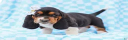 Basset Hound dogs for sale: Edson Purebred Basset Hound Pup - Ad 4