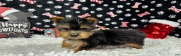 Yorkshire Terrier dogs for sale: Yorkshire Terrier Puppy 2 - Ad 1