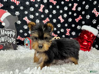 Yorkshire Terrier dogs Yorkshire Terrier Puppy 2 - Ad 26