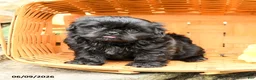 Shih Tzu dogs for sale: Max - Ad 2