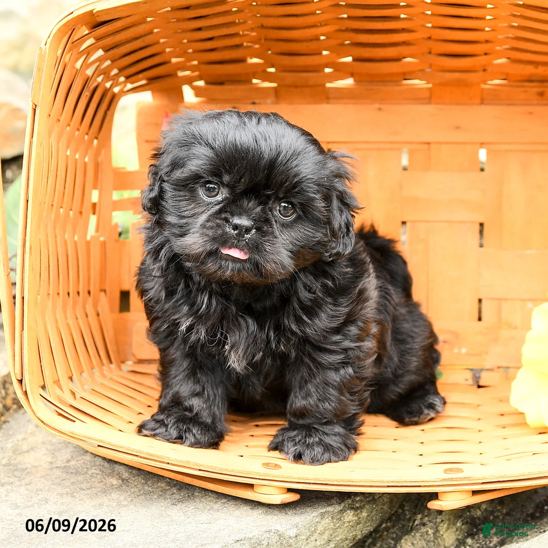 Shih Tzu dogs for sale: Max - Ad 2