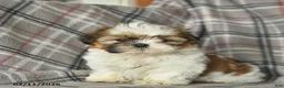 Shih Tzu dogs for sale: Velvet  - Ad 2