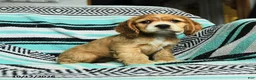 Cocker Spaniel dogs for sale: Crumpet - Ad 4