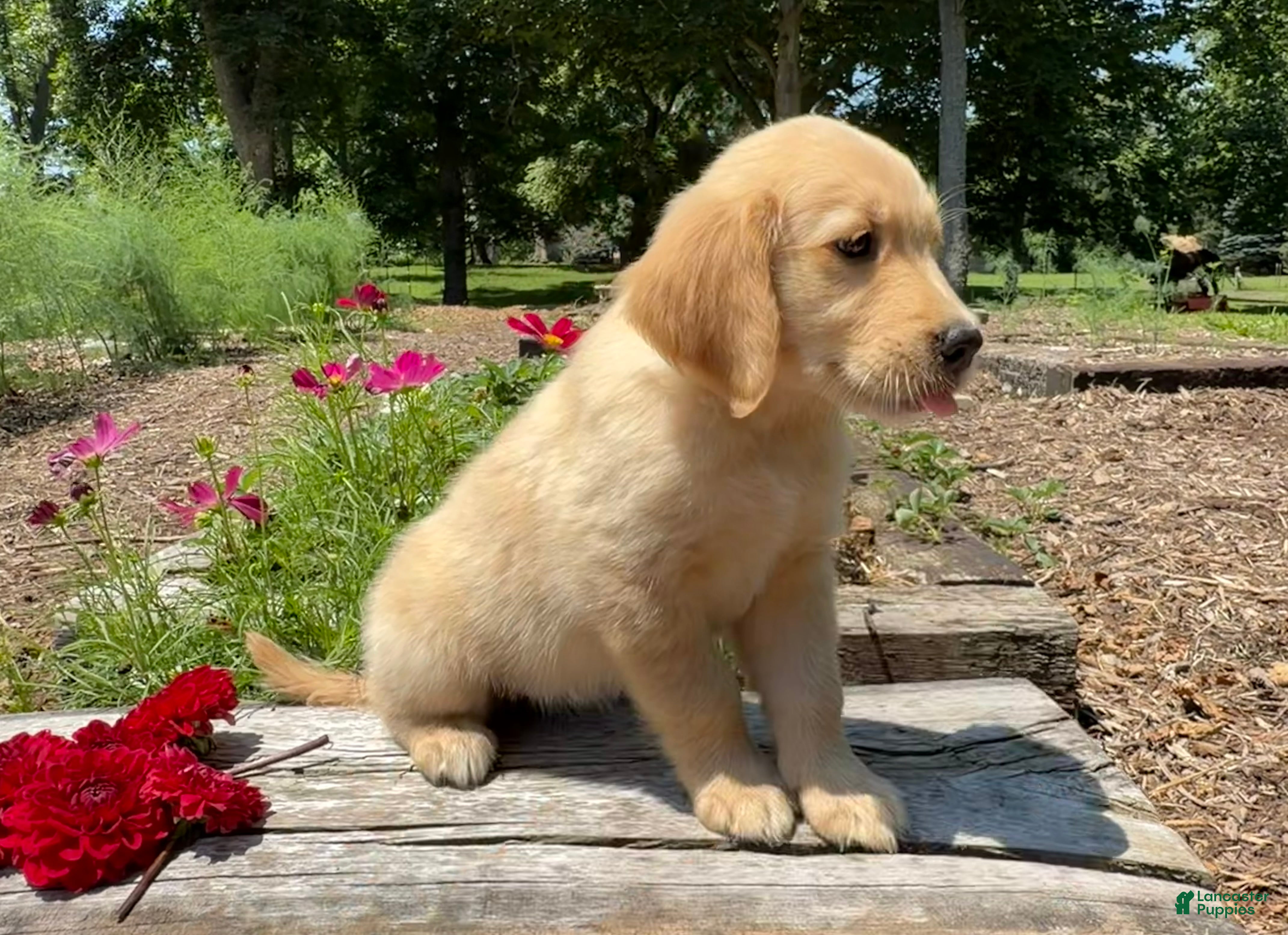 Golden Retriever dogs Kyla - Ad 2