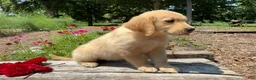 Golden Retriever dogs for sale: Kyla - Ad 2