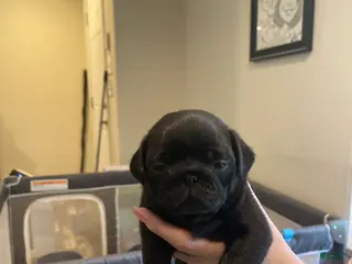 Pug dogs Pug 4 - Ad 4